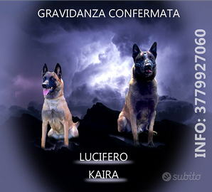 Pastore belga malinois