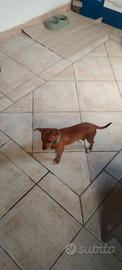 Pinscher nano