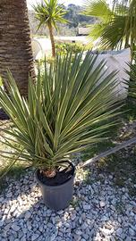 YUCCA VARIEGATA pianta palma cycas yucca