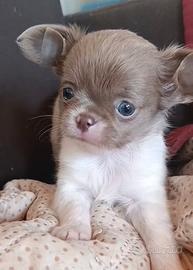 Chihuahua Maschio Bianco Lilac Pelo Lungo