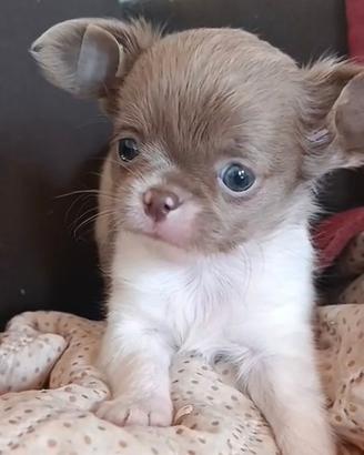 Chihuahua Maschio Bianco Lilac Pelo Lungo