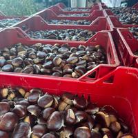 Castagne bouche de betizac