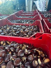 Castagne bouche de betizac