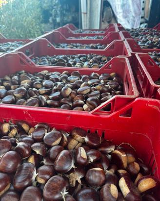Castagne bouche de betizac