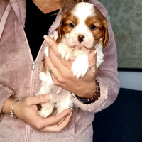 Cavalier king con Pedigree Enci e certificazioni