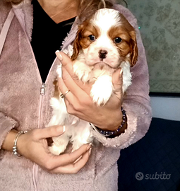 Cavalier king con Pedigree Enci e certificazioni