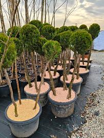 leylandi a palla con gelsomino