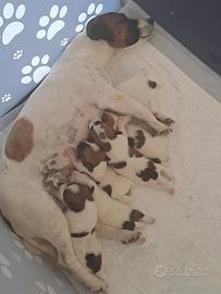 Cuccioli di jak russell RAZZA PURA