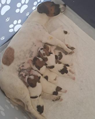 Cuccioli di jak russell RAZZA PURA