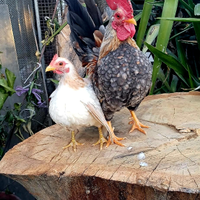 Galline serama coppia