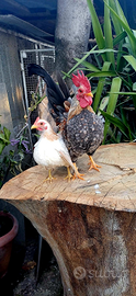 Galline serama coppia