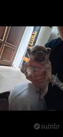 Chihuahua