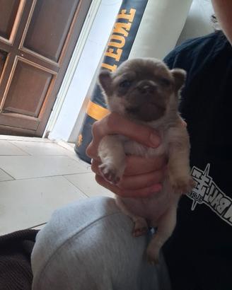 Chihuahua