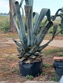 Agave in vaso alta 2 m