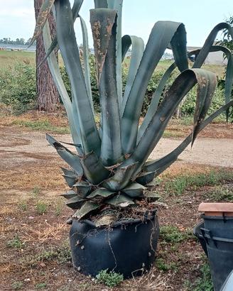 Agave in vaso alta 2 m