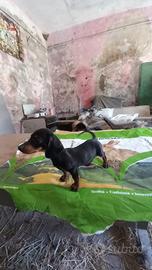Cucciola di Bassotto 
