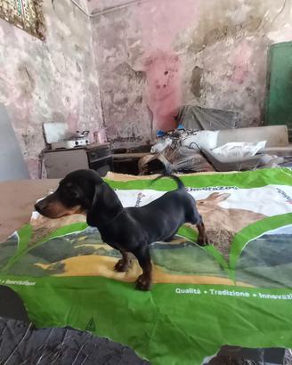 Cucciola di Bassotto 