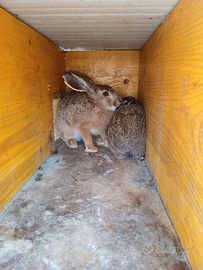 Lepre italica lepre comune