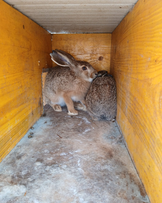 Lepre italica lepre comune