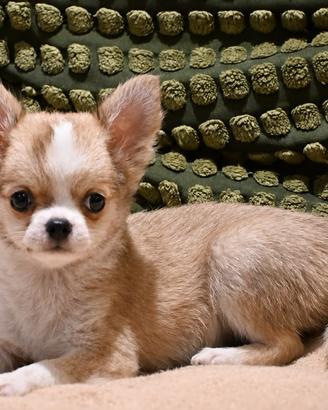 Cuccioli chihuahua