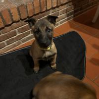 Cuccioli di pastore belga Malinois femmina