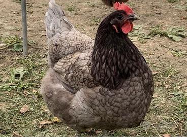 Ovaiole Australorp blu
