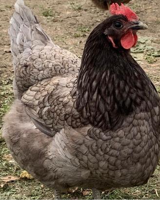 Ovaiole Australorp blu
