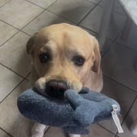 Labrador per monta