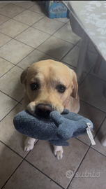 Labrador per monta