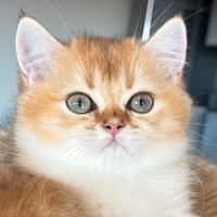 Cucciolo dolce e buono di razza