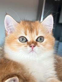 Cucciolo dolce e buono di razza
