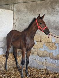 Puledro Angloarabo