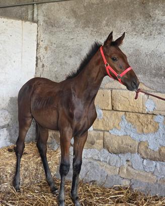 Puledro Angloarabo
