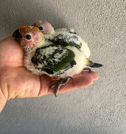 Pulli conuri del sole da imbecco