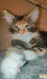 Cucciola Maine Coon tartarugata