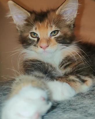 Cucciola Maine Coon tartarugata