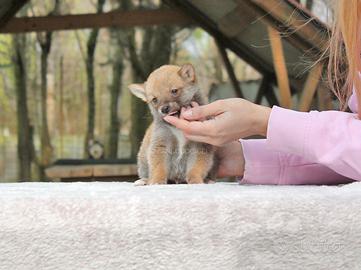 Cucciolo di Shiba Inu
