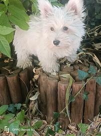 West White hinghland terrier