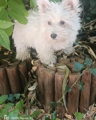West White hinghland terrier