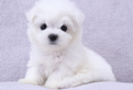 Cucciolo di maltese
