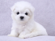 Cucciolo di maltese