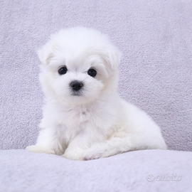 Cucciolo di maltese