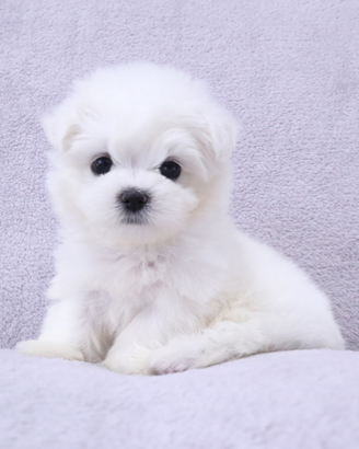 Cucciolo di maltese