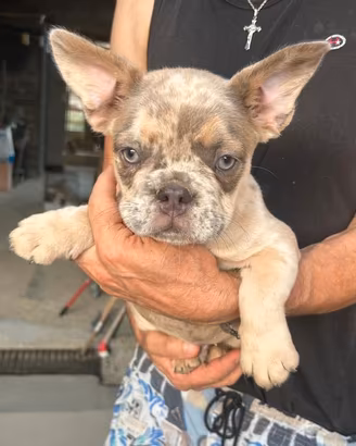 Maschietto bulldog francese lilac merle tan