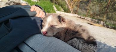 Border collie merle