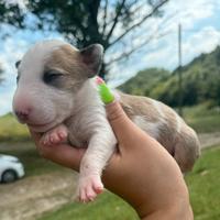 Bull terrier miniature