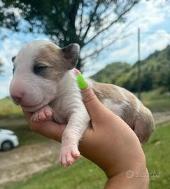 Bull terrier miniature