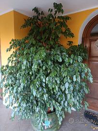 ficus bengiamin