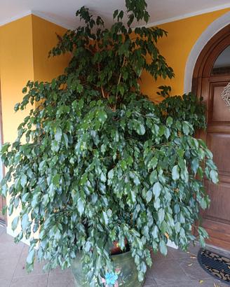 ficus bengiamin