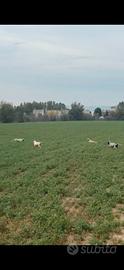 Cuccioli di setter inglese pronti